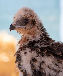 Projeto Searas com Biodiversidade: Iniciada libertação de 27 crias de Águia-caçadeira resgatadas no Norte