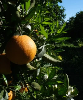 Continente aposta na produção nacional com a compra de mais de 14 mil toneladas de laranjas do Algarve