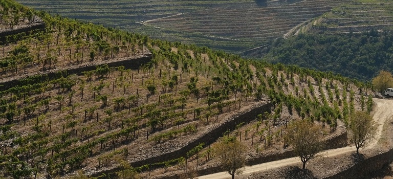 Imagem de Capa: Vinhos do Douro e Porto